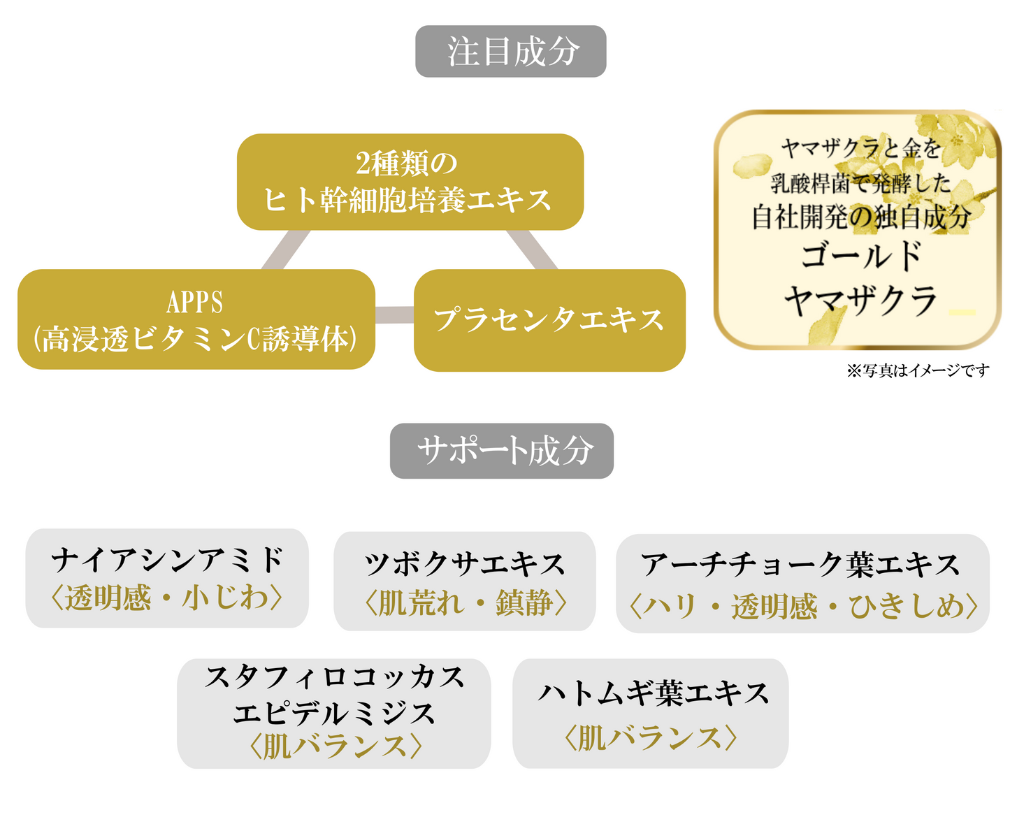 HSCスキンローションの注目成分は、2種類のヒト幹細胞エキス、プラセンタエキス、APPS、自社開発成分のゴールドヤマザクラです。